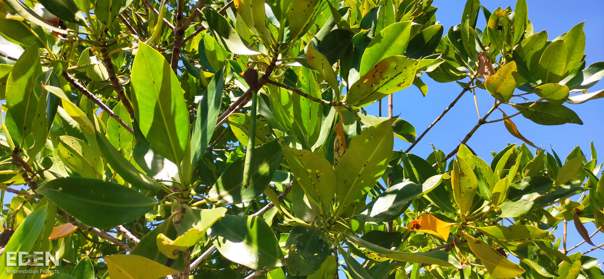 Mighty Mangrove Trees 🌲